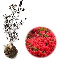 Amazon.co.jp: 八重咲き 信濃 ツツジ 【 銀河 】 苗 苗木 信濃ツツジ